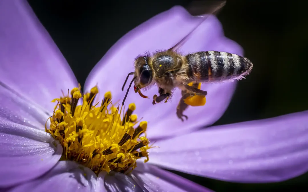 What can we learn from the bees?